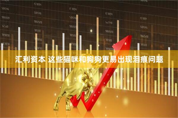 汇利资本 这些猫咪和狗狗更易出现泪痕问题