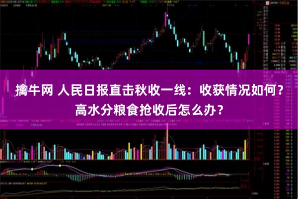 擒牛网 人民日报直击秋收一线:收获情况如何?高水分粮食抢收后怎么办?